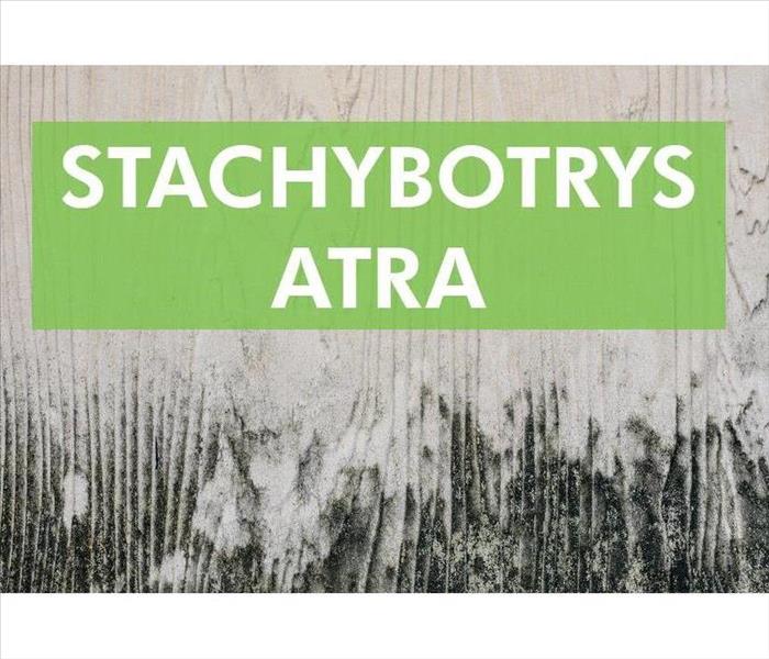 Black mold on wall with the words STRACHYBOTRYS ATRA