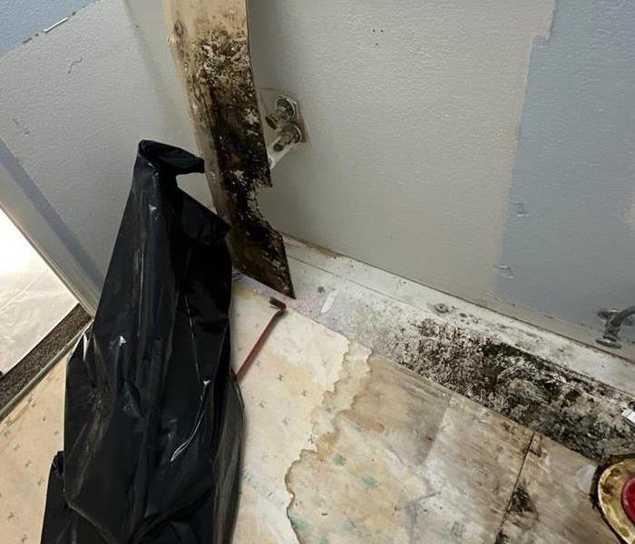 mold drywall damage