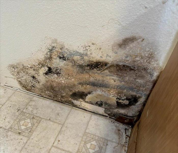 Black mold growing on a wall.